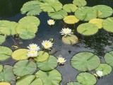 Waterlelie's in kanaal