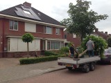 Catalpa's uitgraven