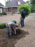 Catalpa's uitgraven