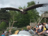 Vogelshow