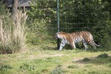 Tijger