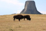 Bison