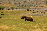 De eerste Bison's in Yellowstone