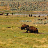 De eerste Bison's in Yellowstone