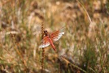 Dragon fly