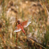 Dragon fly