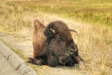 Buffulo