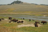 Buffulo's