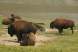 Buffulo's