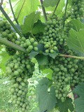 Druiven bij Winery and Herbs