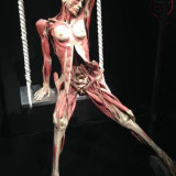 The Bodies tentoonstelling