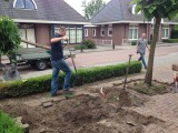 Catalpa's uitgraven