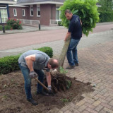 Catalpa's uitgraven