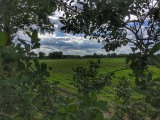 Groene velden