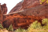 Morning Glory Arch
