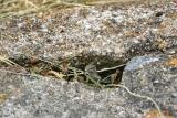 Salamander in Biarritz