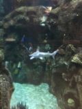 Shark Reef Aqaurium