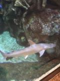 Shark Reef Aqaurium