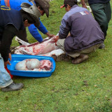 Slachten schaap voor avond eten