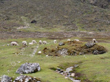 Schapen