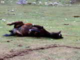 Paard