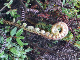 Bloemetjes
