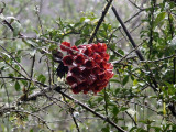 Bloemetjes