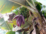 Bananen