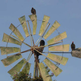 Windmolen bij Hotel Majoro in Nazca