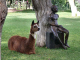 Lama in Hotel Majoro in Nazca