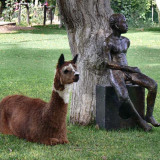 Lama in Hotel Majoro in Nazca