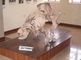 Glyptodon skelet in museum Pickillacta