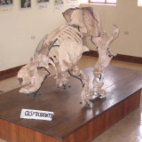 Glyptodon skelet in museum Pickillacta