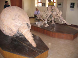 Glyptodon skelet in museum Pickillacta