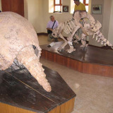 Glyptodon skelet in museum Pickillacta