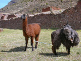 Lama's in klein Cuszco