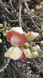 Botanische tuin in Kandy Cannonballs